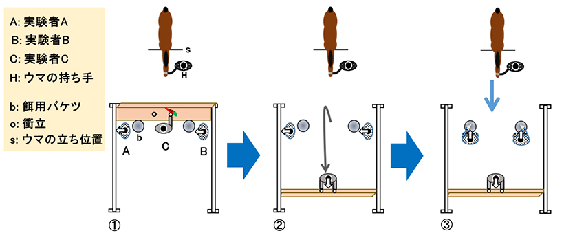 実験の流れ。まず①のように、ウマからは見えないように衝立の裏側にバケツ2つを置いた状態で、ヒトAとBがそれぞれ、バケツが見えない／見える場所に立つ。ヒトCがウマにニンジンを見せた後、片方のバケツにニンジンを隠し、蓋を閉じる。次に②のように、Cが衝立を移動させてウマからもバケツが見えるようにする。その後③のように、AとBはそれぞれ別のバケツのそばに行って指差し、最後にウマを放ってどちらかのバケツを選択させる。