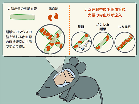 レム睡眠中の毛細血管の血流の大幅な上昇を発見