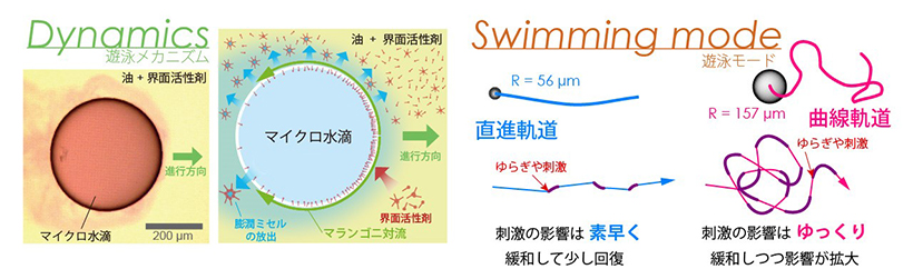  泳ぐ水滴の遊泳メカニズム遊泳モード変化の模式図。本実験で採用した系は、界面活性剤の分散状態とミセル状態で水滴表面の界面活性剤濃度との釣り合いが異なることによって駆動される。実験では、半径100 µm付近を境にして遊泳モードが大きく変化した。