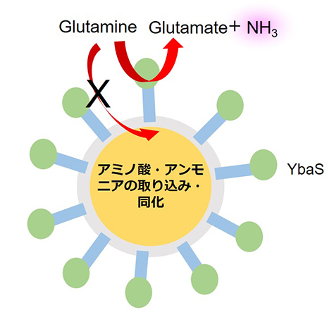 アミノ酸からアンモニアを生産できる細胞表層酵母