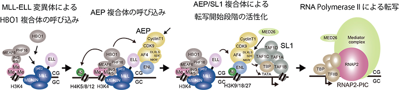 MLL変異体がHBO1複合体と相互作用して白血病を引き起こすメカニズム