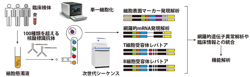 本研究の解析の流れ