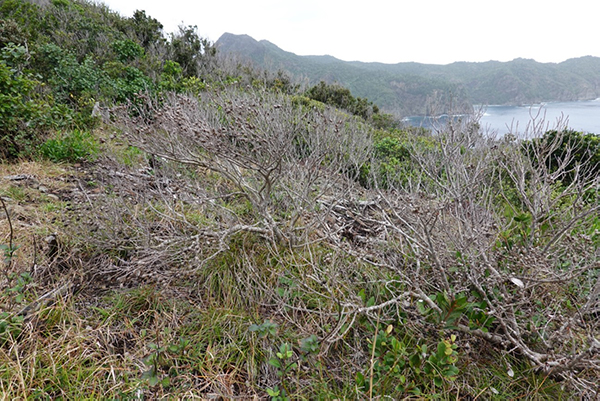 種子生産の後、連続して生じた異常気象（大型台風と夏の乾燥）によって枯死してしまった小笠原固有樹種シマイスノキ