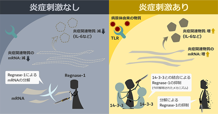 Regnase-1による炎症抑制メカニズム（左）と、炎症刺激を受けた際のRegnase-1の14-3-3による抑制メカニズム（右）