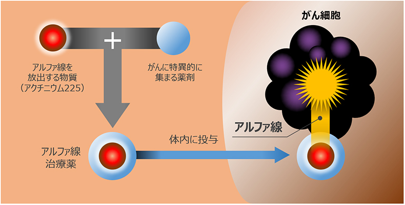 アルファ線内用療法の原理