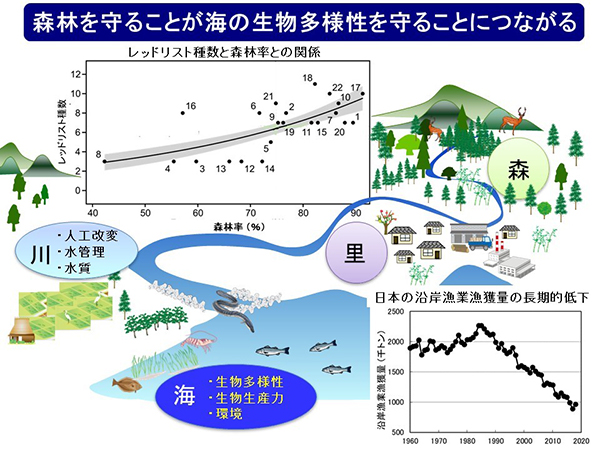 右下図：我が国の沿岸漁業漁獲量は1980年代中期以降長期的に減少し続けています。（研究の背景） 左上図：本研究では、我が国の一級河川22河川の森林率が河口域で確認されたレッドリスト掲載魚種の種数に対して統計的に有意な正の関係のあることがわかりました。一方、その他の様々な要因との間に有意な関係は認められませんでした。図中番号は河川の識別番号です