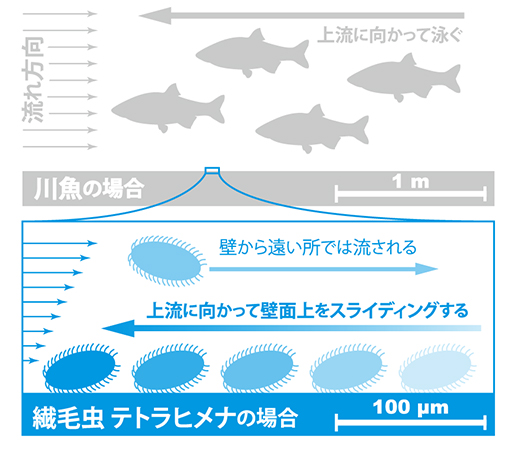 本研究の模式図