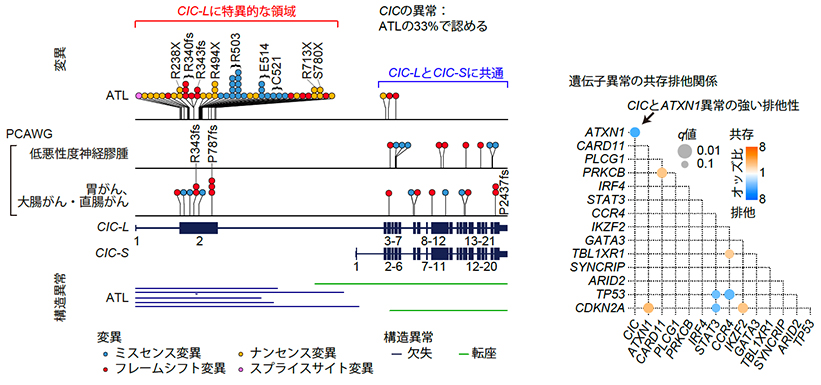 ATLおよび他の固形がんにおけるCIC遺伝子異常の分布（左）と、ATLにおけるドライバー遺伝子異常の共存排他関係（右）。