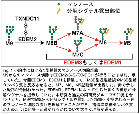 小胞体におけるN型糖鎖のマンノース切除経路