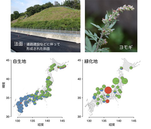 自生地および緑化地から採集したヨモギの集団遺伝構造。円の位置は採集位置を、円のサイズは１地域の解析個体数を示す。円の色は推定された遺伝的グループを示し、色が同じであれば同じ遺伝的グループに属することを示す。