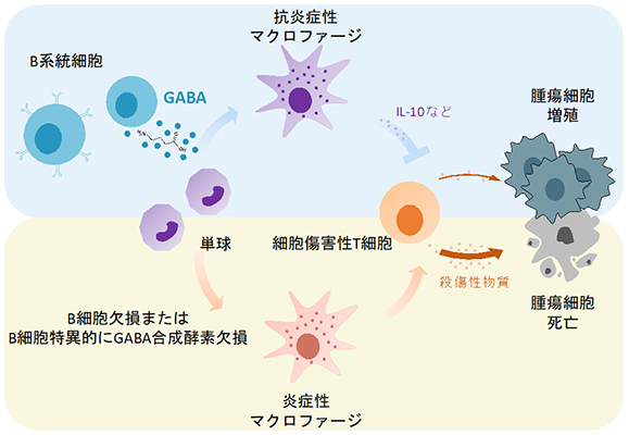 B細胞由来GABAを標的とする抗腫瘍免疫機構