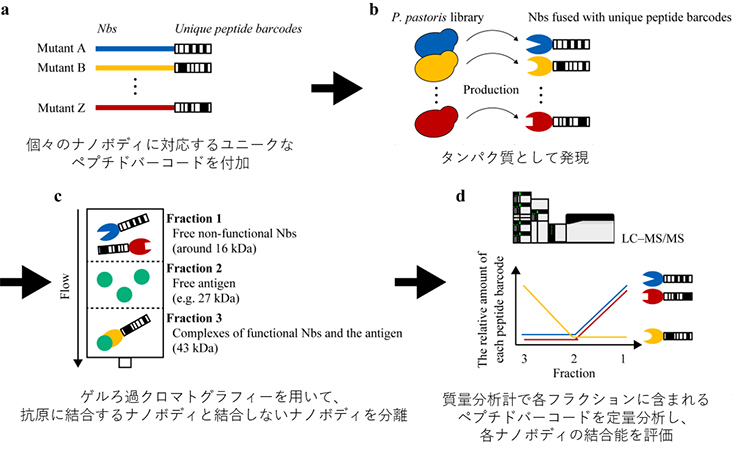 本研究で開発したペプチドバーコーディング2.0の概要