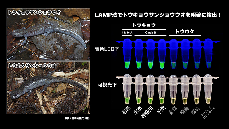 本研究の概要図