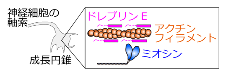 ミオシンとアクチンフィラメント（タンパク質のフィラメント）は相互作用して力を出し、細胞の形が決まる