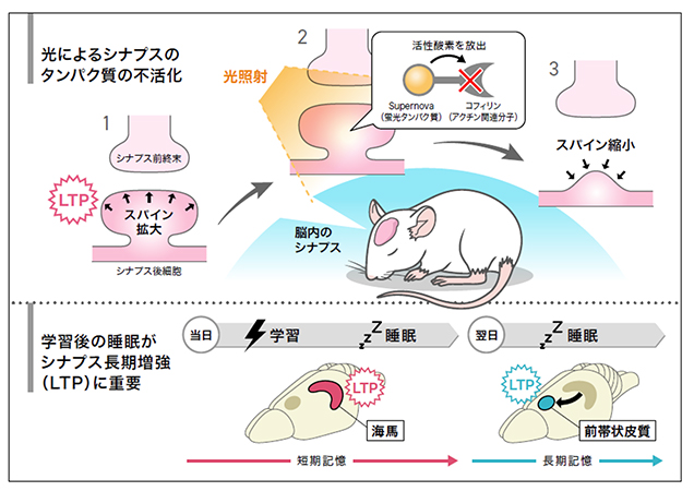 本研究の概要図