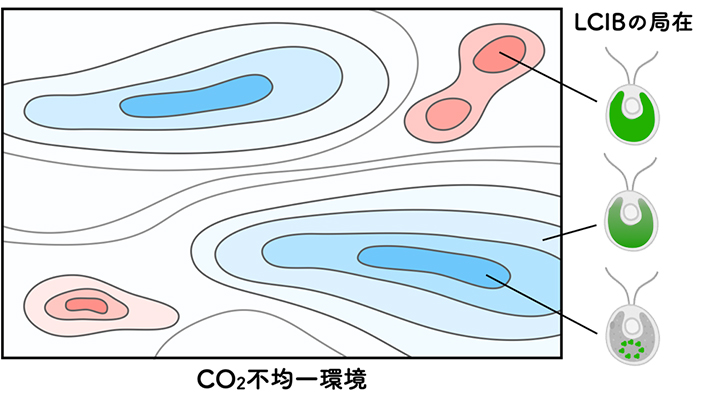 微細藻が生息する環境におけるCO2濃度の不均一性と、それに依存したLCIBタンパク質の葉緑体内での局在変化