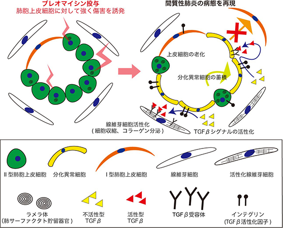 本研究の概要図