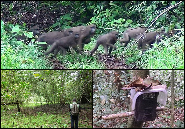 上：熱帯雨林の中の旧伐採道を横切るマンドリルの大集団、左下：調査アシスタントとマンドリルを探索中　右下：森の中に配備された自動撮影カメラ