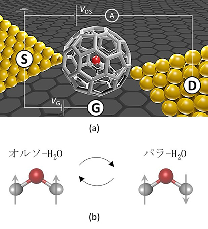 (a)１nm以下のギャップを有する電極を単一H2O@C60分子に形成し、さらにゲート電極も備えた単一分子トランジスタ構造（single molecule transistor；SMT）の概念図、(b) 水分子の模式図。