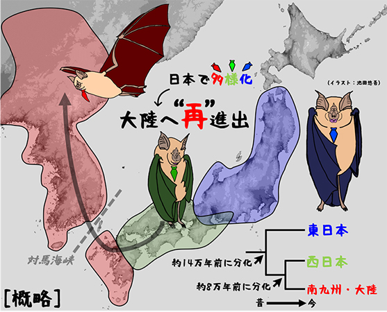 本研究の概略図