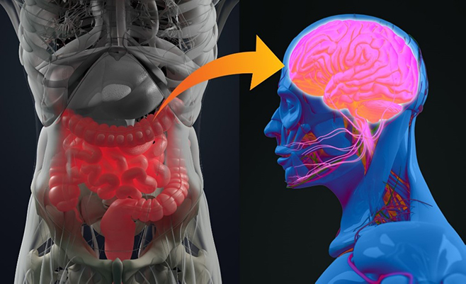 プロドラッグ型のクルクミンは、腸内フローラを介して脳や脊髄の炎症を抑制する