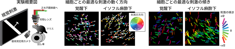 （左）実験の概要図。マウスに視覚刺激を見せながら、上丘の視覚応答を２光子顕微鏡で記録。 （中）一つ一つの丸が上丘の神経細胞を表す。個々の細胞がどの方向に動く刺激によく反応するかを矢印と色で示す．覚醒下と麻酔下における、同一の細胞集団の反応パタンの変化を比較した図。 （右）一つ一つのバーが上丘の神経細胞を表す。個々の細胞がどの傾き（方位）の刺激によく反応したかを、バーの傾きと色で示す。覚醒下と麻酔下における反応パタンを比較した図。