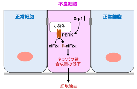 本研究の概要図