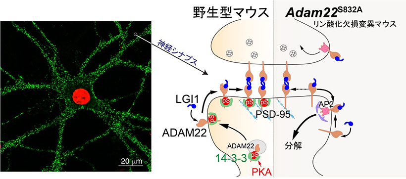 神経細胞のシナプスにおけるADAM22の調節機構