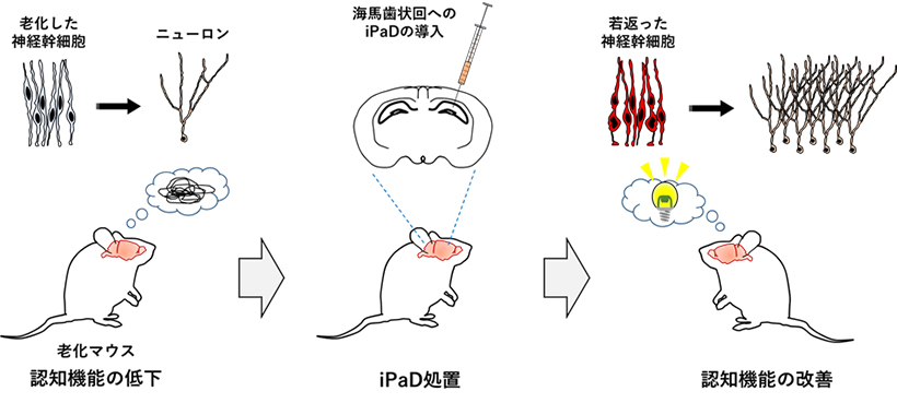 本研究の概要図