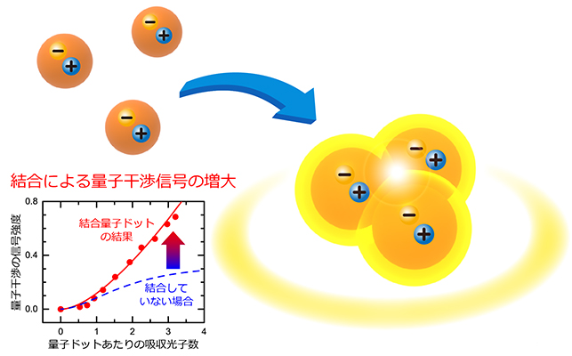 半導体量子ドットを結合させた結合量子ドット膜において、量子ドットどうしが協力し合って量子力学的な特性を強めること（集団増強効果）を発見しました。