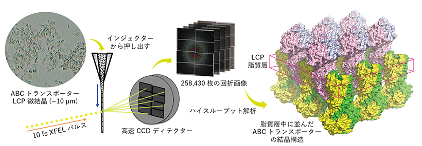 本研究の概要図