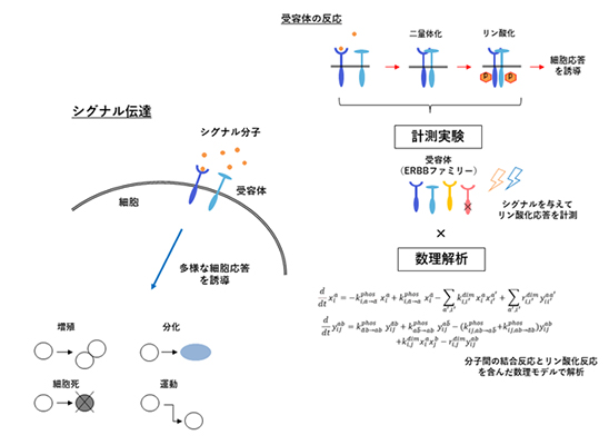 本研究の概要図