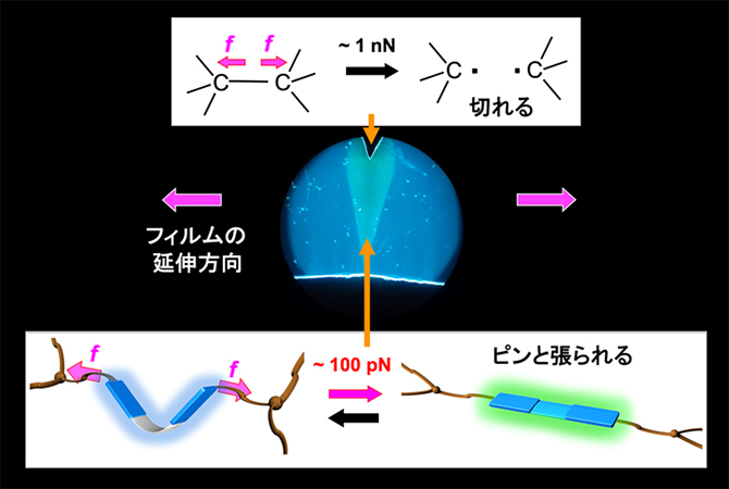 本研究の概要図