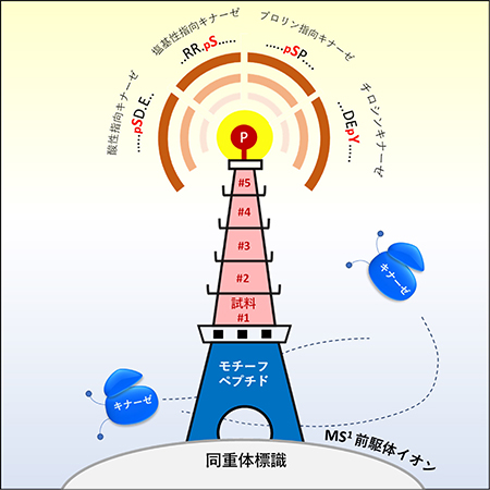 同重体標識による高感度化の模式図