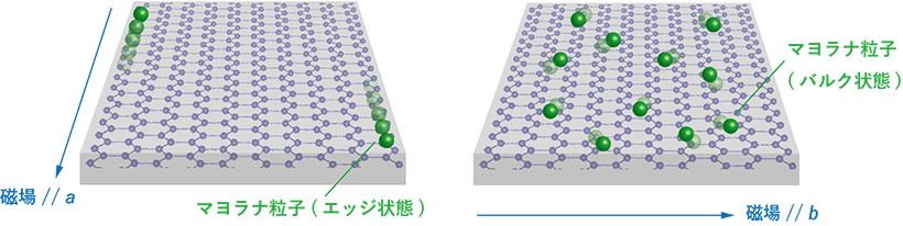 磁場Hをa軸方向に向けた際のマヨラナ粒子の状態（左図）と、磁場をb軸方向に向けた際のマヨラナ粒子の状態（右図）。H // a では、試料端におけるエッジ状態としてマヨラナ粒子の流れが出現する。H // bでは、試料内部においてバルク状態としてマヨラナ粒子が多く励起される。