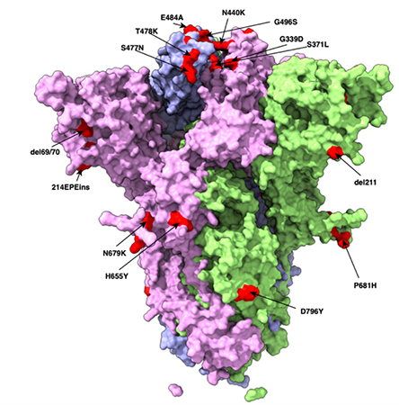 オミクロン株スパイクタンパク質の構造