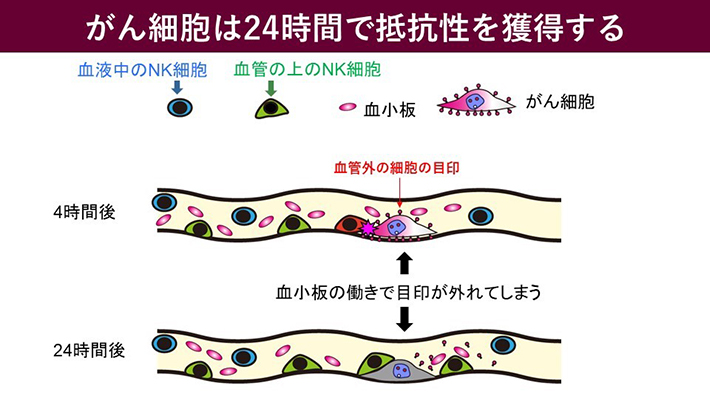 本研究の概要図