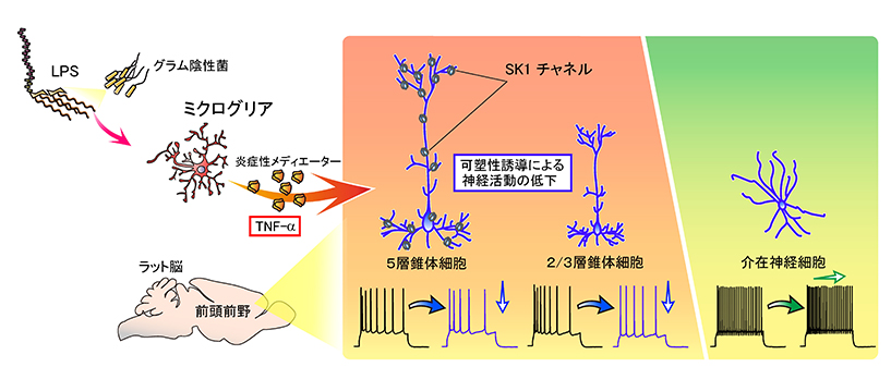 本研究の概要図