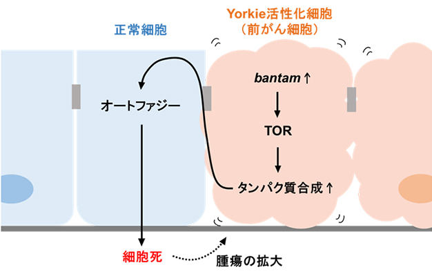 本研究の概要図