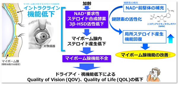 本研究の概要図