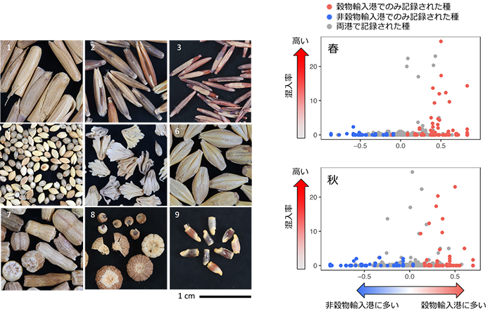 （左）輸入コムギから見つかった混入種子　1:ヤギムギ、2:カラスムギ、3:ウマノチャヒキ、4:エノコログサ、5:セトガヤモドキ、6:オオムギ、7:セイヨウノダイコン、8:ウサギアオイ、 9:ヤグルマギク属（右）春と秋の植生調査で記録された各種の分布パターンと混入率との関係