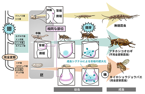 本研究の概要図