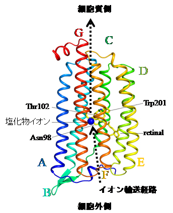 光駆動型イオンポンプロドプシンNM-R3の立体構造（青丸は輸送中の塩化物イオン）