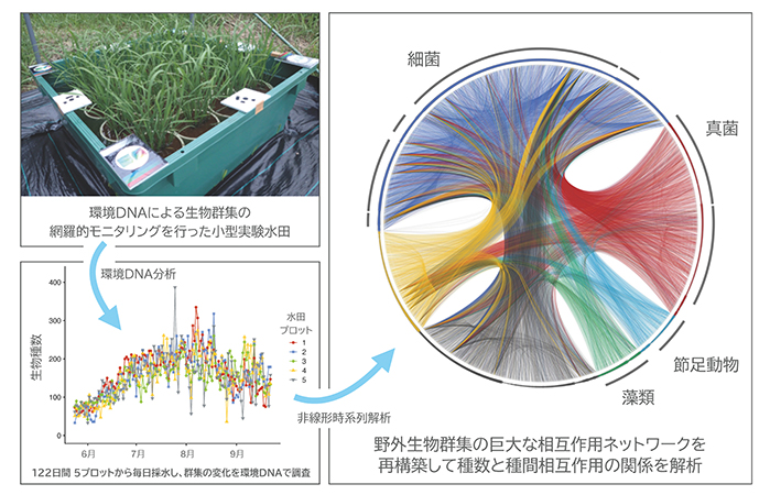 実験水田から採水し、生物群集をモニタリングし、そのデータから相互作用ネットワークを再構築した。右図は生物種間の相互作用網を表している（例えば紺色の線は細菌が他の種に及ぼす影響を示す）。