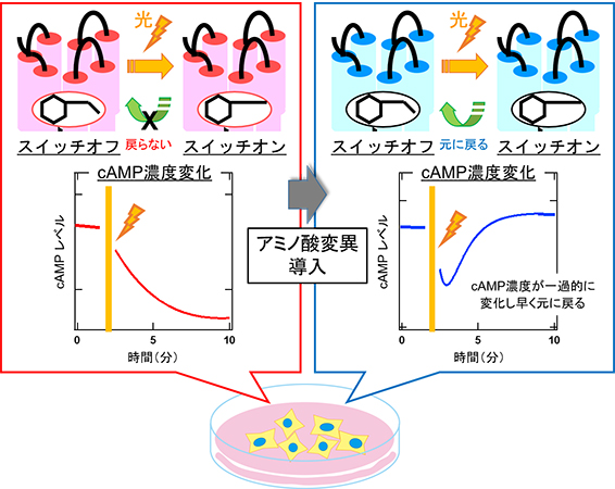 眼の光センサータンパク質を改変することで、光を使って一過的にcAMPの濃度変化を誘導できる