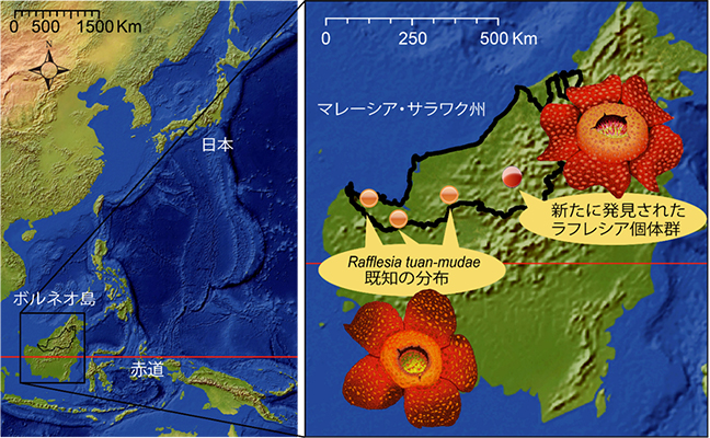 マレーシア・サラワク州における既知のラフレシア・トゥアンムデの分布と新たに発見された個体群の位置