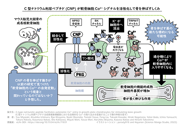 本研究の概要図