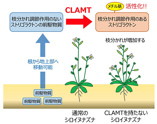 本研究のイメージ図