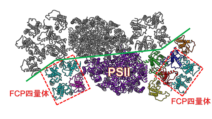 珪藻PSII-FCPIIの立体構造