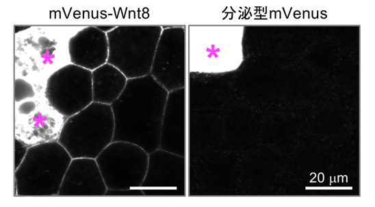 mVenus-Wnt8は細胞間隙に分布するが、分泌型mVenusは分布が見えない（*分泌源の細胞）